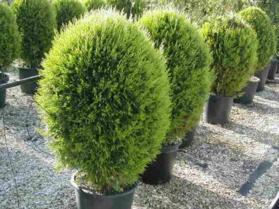Thuja orientalis 'Aurea Nana'