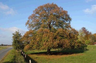 Tilia platyphyllos