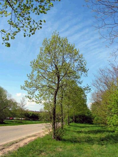 11103_03 Tilia platyphyllos