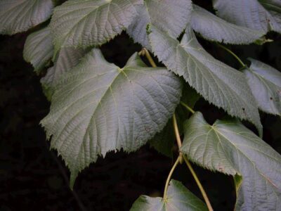 11103_05 Tilia platyphyllos