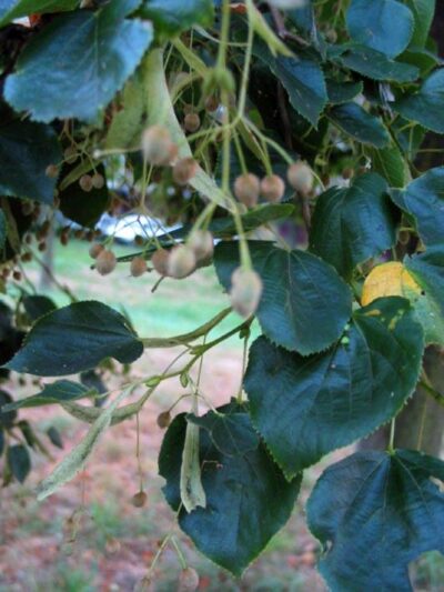11103_06 Tilia platyphyllos