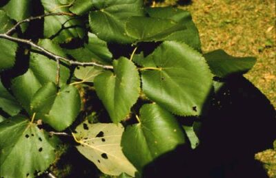 Tilia platyphyllos  TIGLIO NOSTRANO - immagine 7