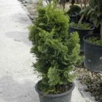 11165_01 Chamaecyparis obtusa