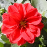 11450_01 Dahlia