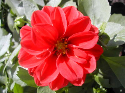 11450_01 Dahlia