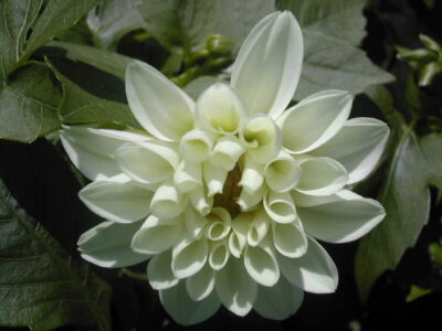 11450_02 Dahlia