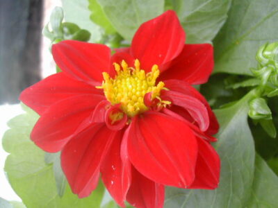 11450_03 Dahlia