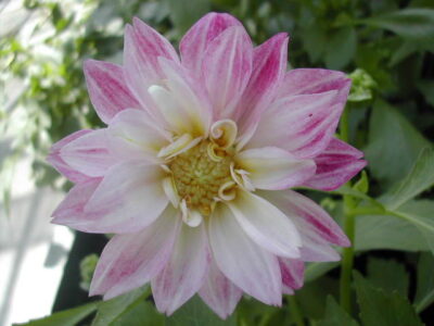 11450_04 Dahlia