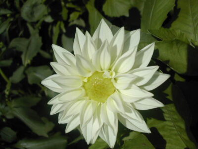 11450_05 Dahlia