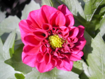 11450_06 Dahlia