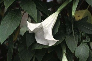 11451_02 Datura arborea