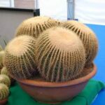 11494_01 Echinocactus grusonii