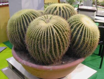 11494_02 Echinocactus grusonii