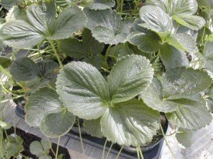 FRAGARIA VESCA FRAGOLA