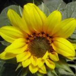 11614_01 Heliantus annuus Girasole Pacino Cola