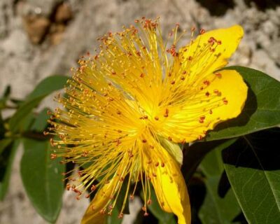 11649_03 Hypericum calycinum