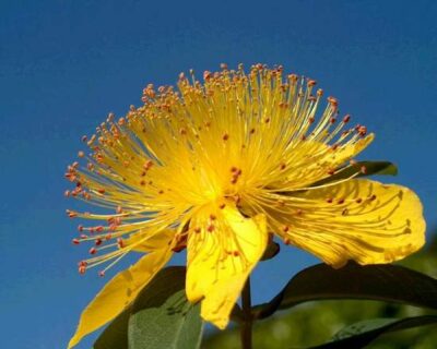 Hypericum calycinum  IPERICO - immagine 3
