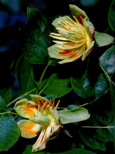 11883_02 Liriodendron tulipifera fiore