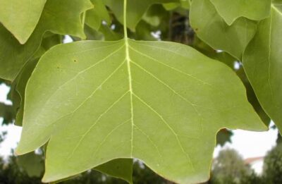 11883_04 Liriodendron tulipifera foglia