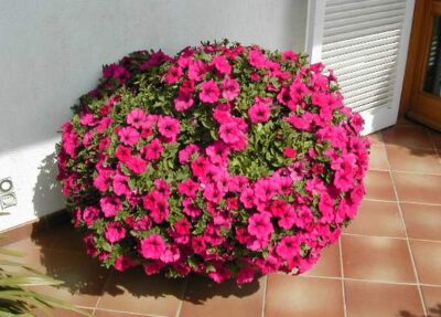 11910_02 Petunia axillaris Surfinia Purple
