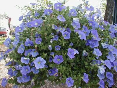 11910_03 Petunia axillaris Sky Blue
