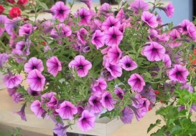 11910_05 Petunia axillaris