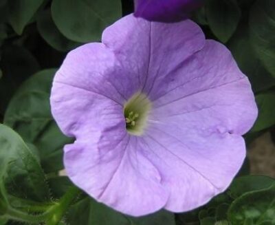11910_06 Petunia axillaris
