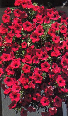11910_07 Petunia axillaris