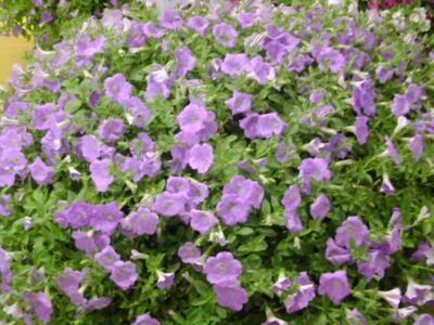 PETUNIA SURFINIA - immagine 8
