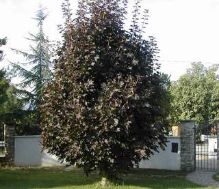 12207_01 Acer platanoides Crimson King