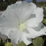 Hibiscus syriacus 'Suor Angelica'