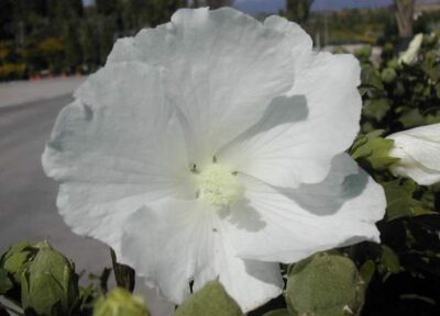 Hibiscus syriacus 'Suor Angelica'