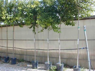 12261_02 Ligustrum japonicum
