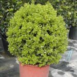 12403_01 Buxus macrophylla Rotundifolia