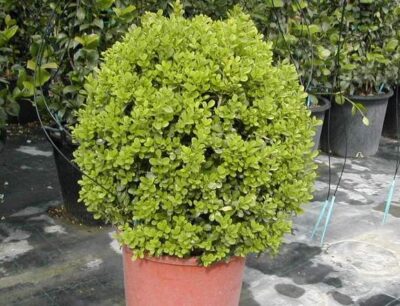 12403_01 Buxus macrophylla Rotundifolia