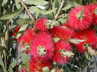 12405_01 Callistemon laevis