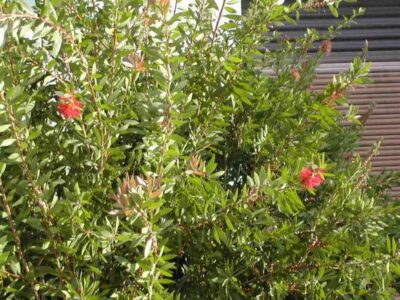 12405_02 Callistemon laevis