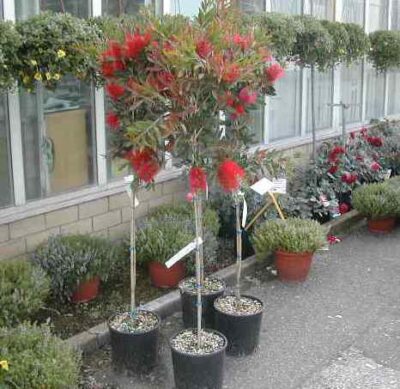 Callistemon laevis - immagine 3