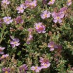 12463_01 Cistus parviflorus