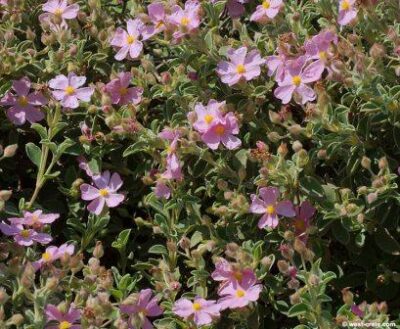 12463_01 Cistus parviflorus