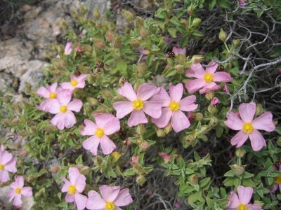 12463_02 Cistus parviflorus