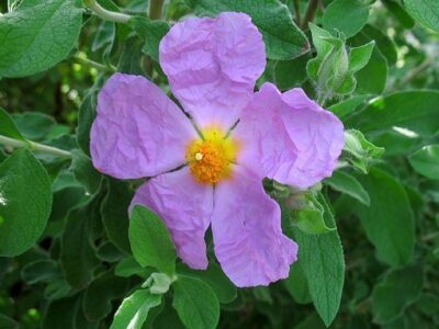 12463_03 Cistus parviflorus