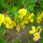 Coronilla emerus