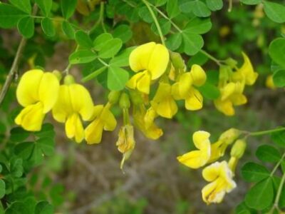 Coronilla emerus