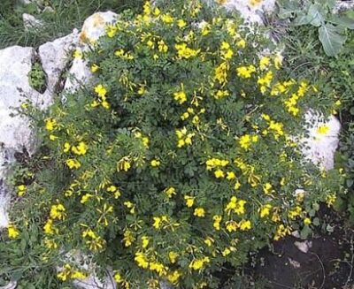 Coronilla emerus