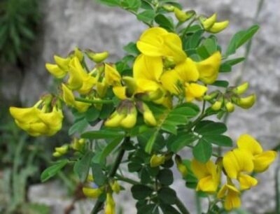 Coronilla emerus - EMERO - immagine 3