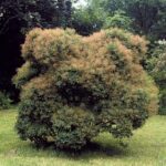 Cotinus coggygria
