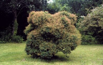 Cotinus coggygria