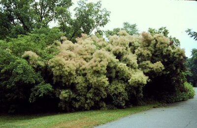 Cotinus coggygria
