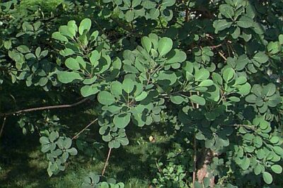 Cotinus coggygria
